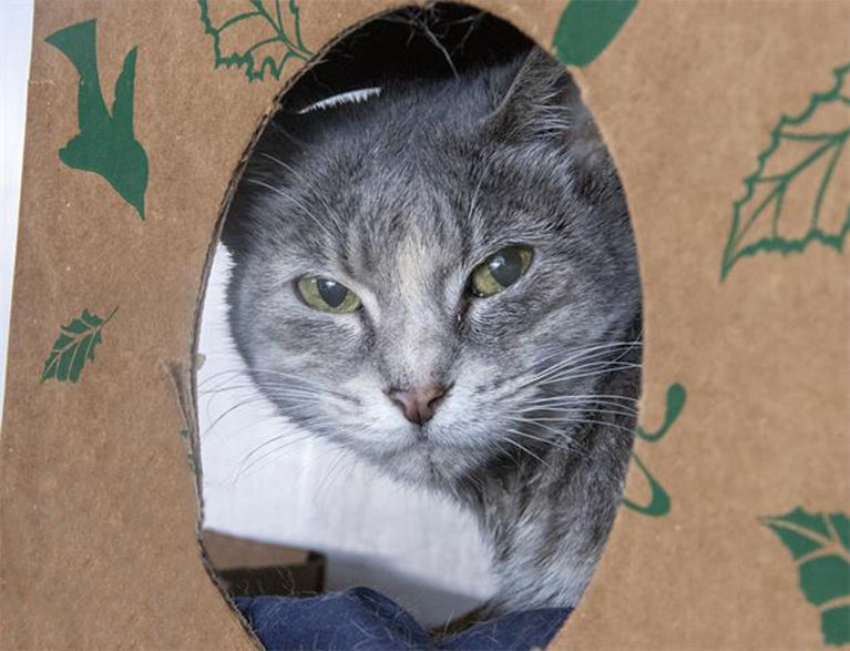 Pet of the Week: Ashes